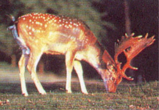 New Foresr wildlife deer